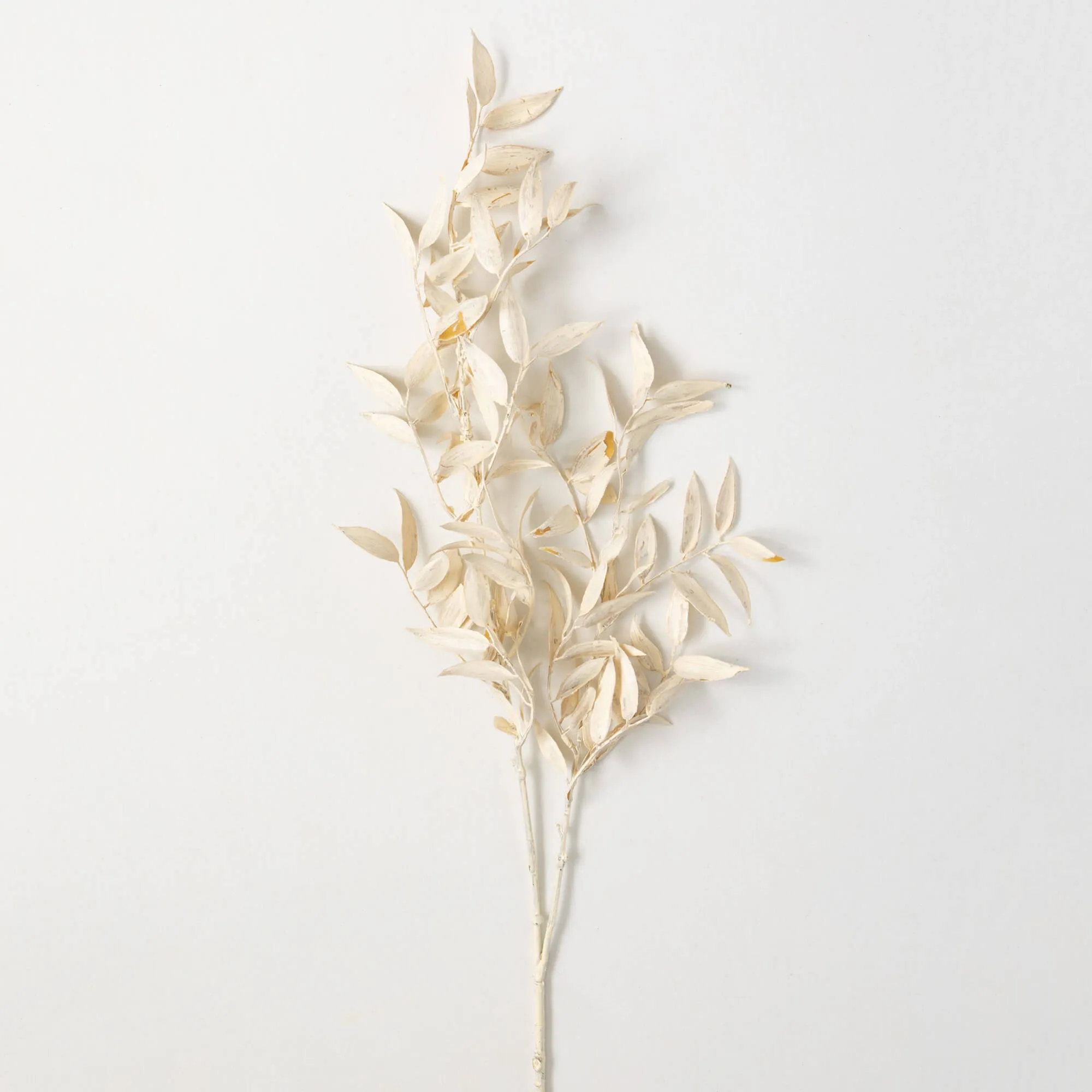 39"H Sullivans Cream Ruscus Branch, Cream
