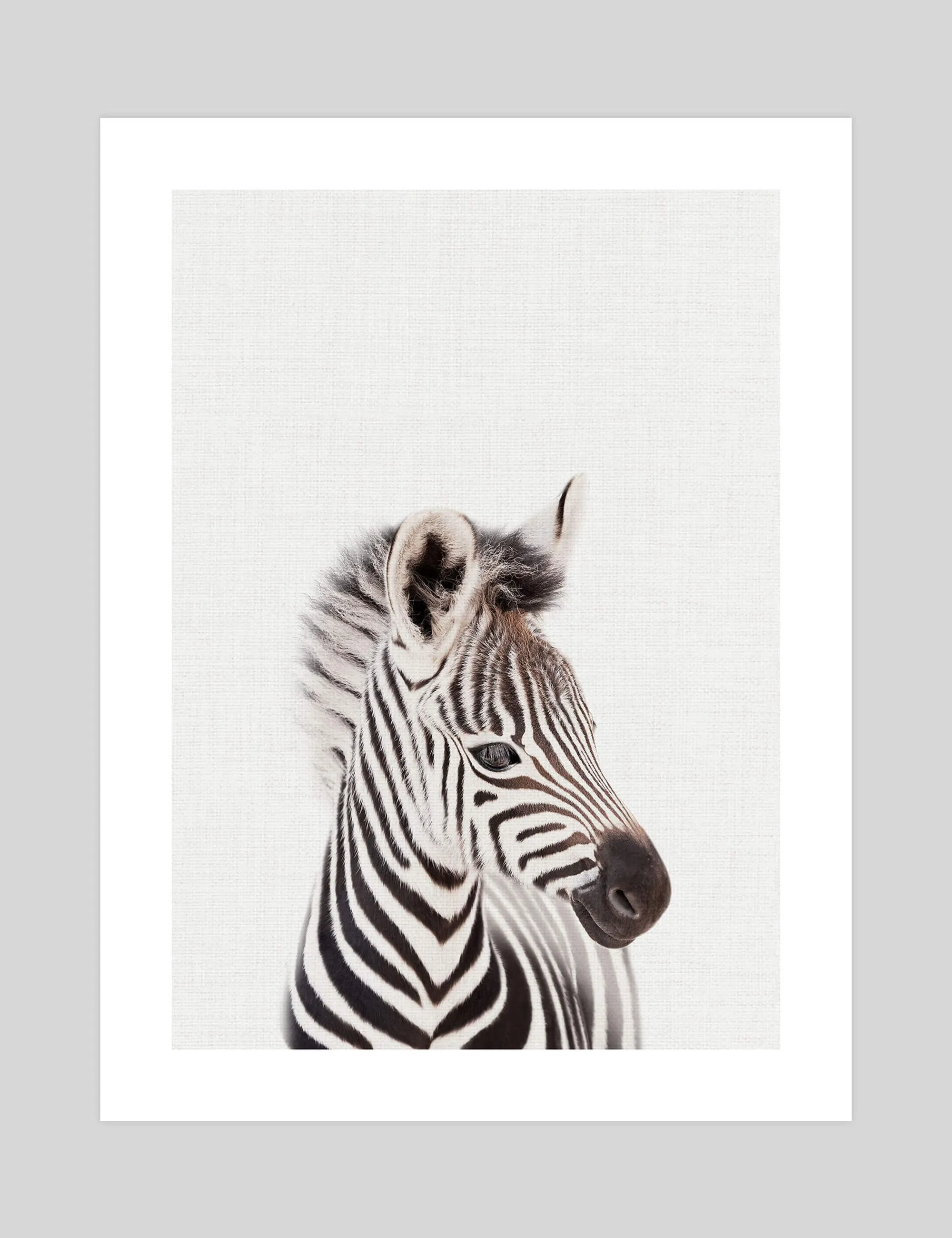 Baby Zebra Peekaboo