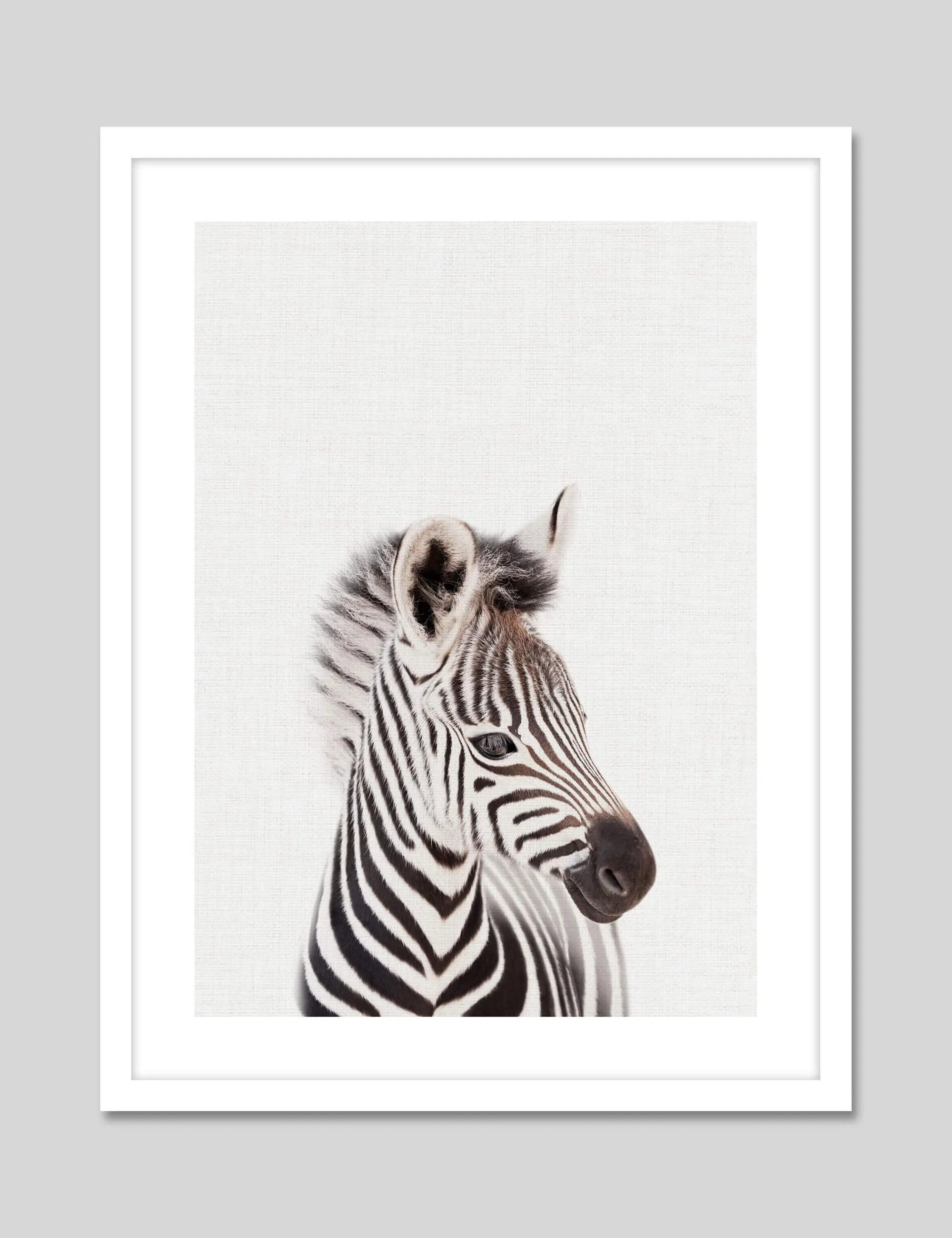 Baby Zebra Peekaboo