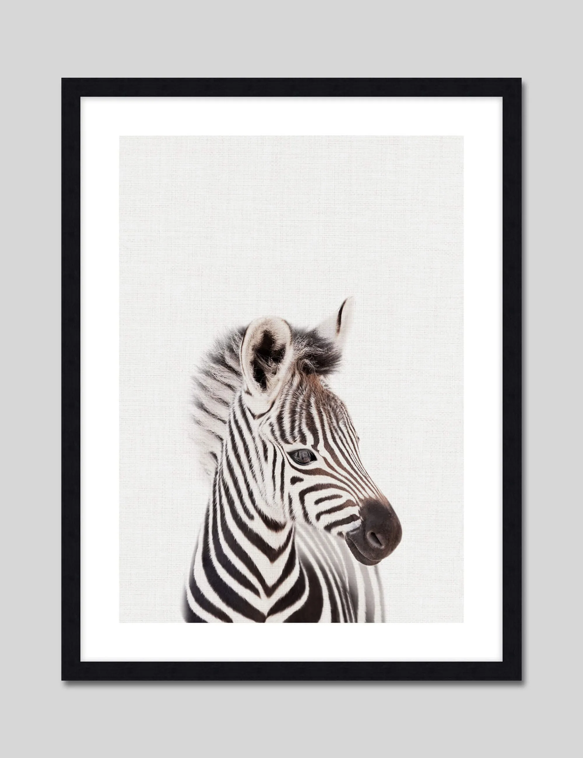 Baby Zebra Peekaboo