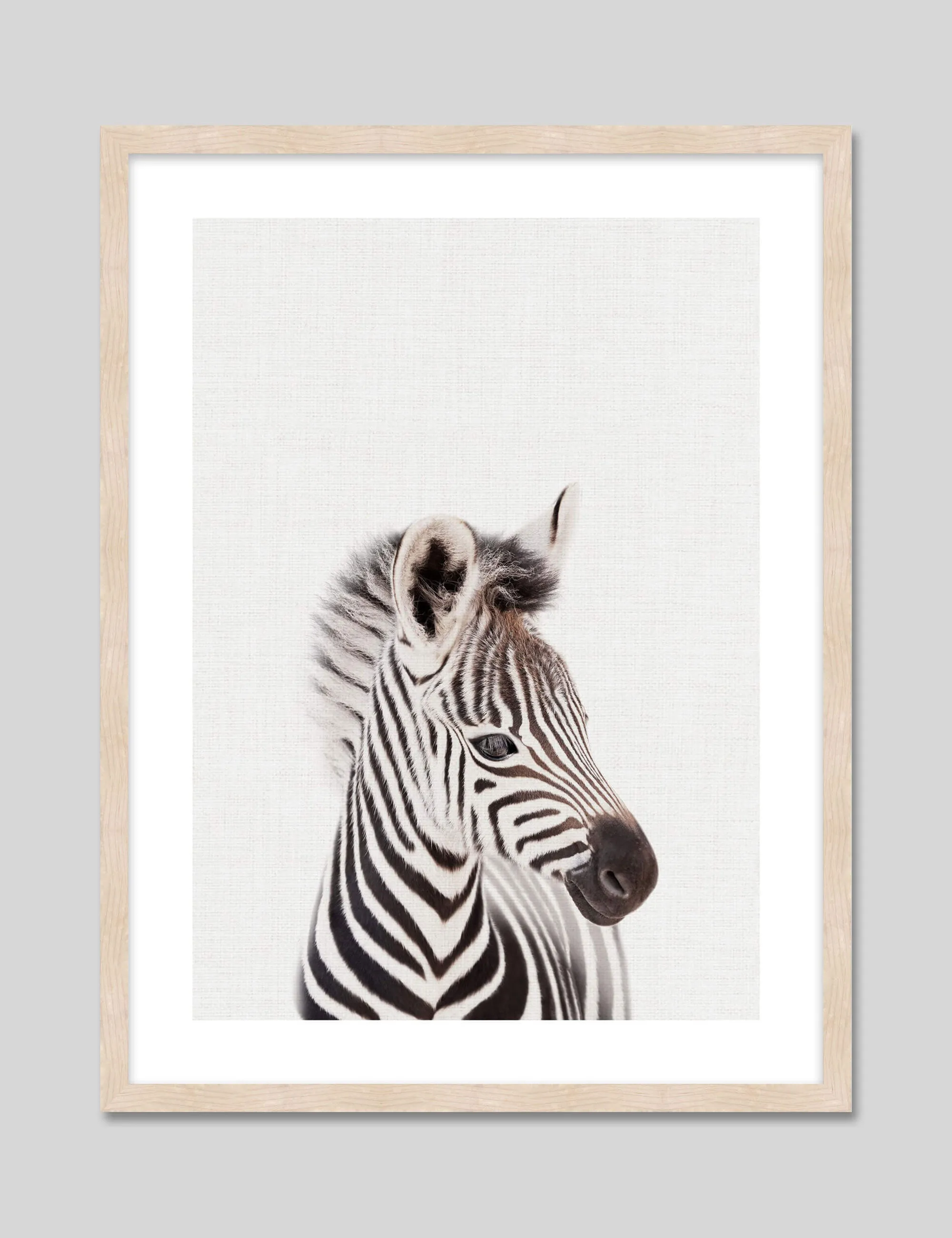 Baby Zebra Peekaboo