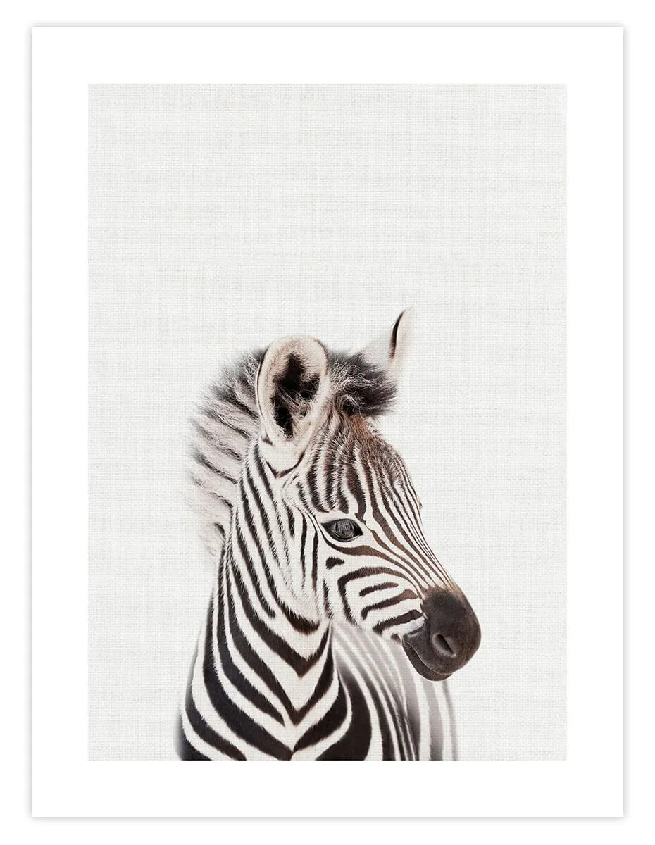 Baby Zebra Peekaboo