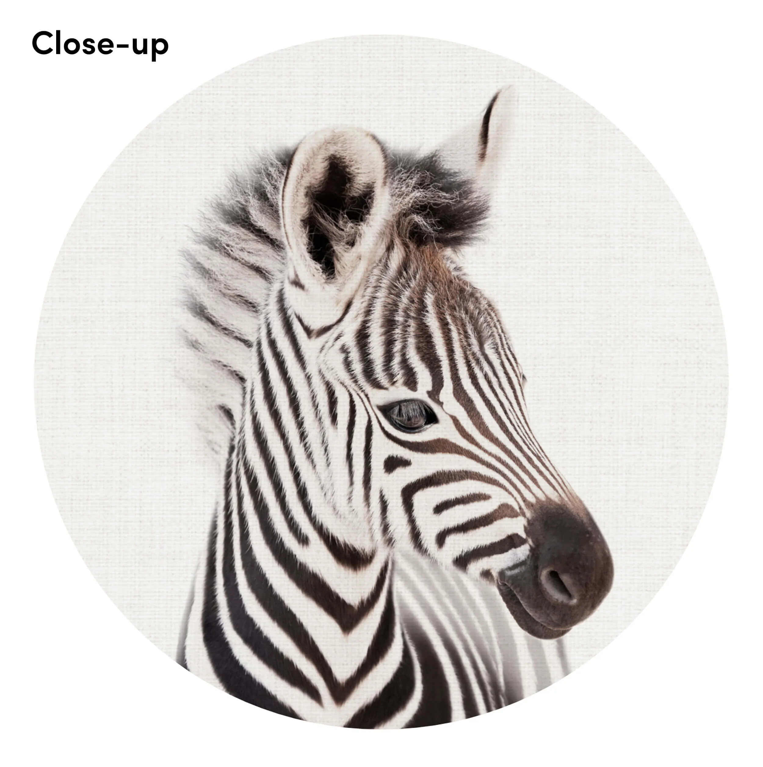 Baby Zebra Peekaboo