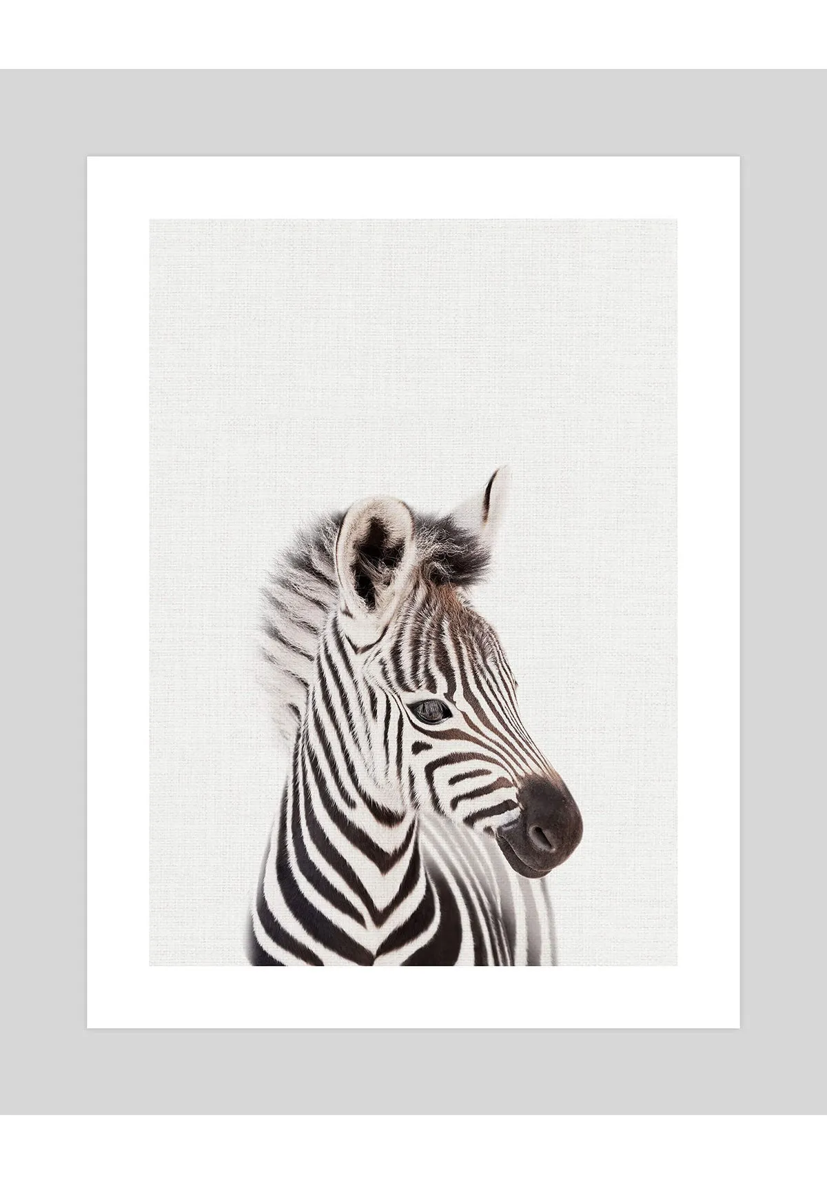 Baby Zebra Peekaboo