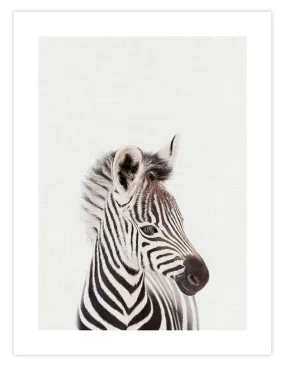 Baby Zebra Peekaboo