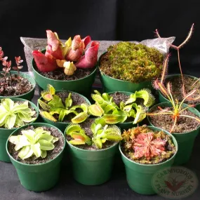 Bog Garden Set
