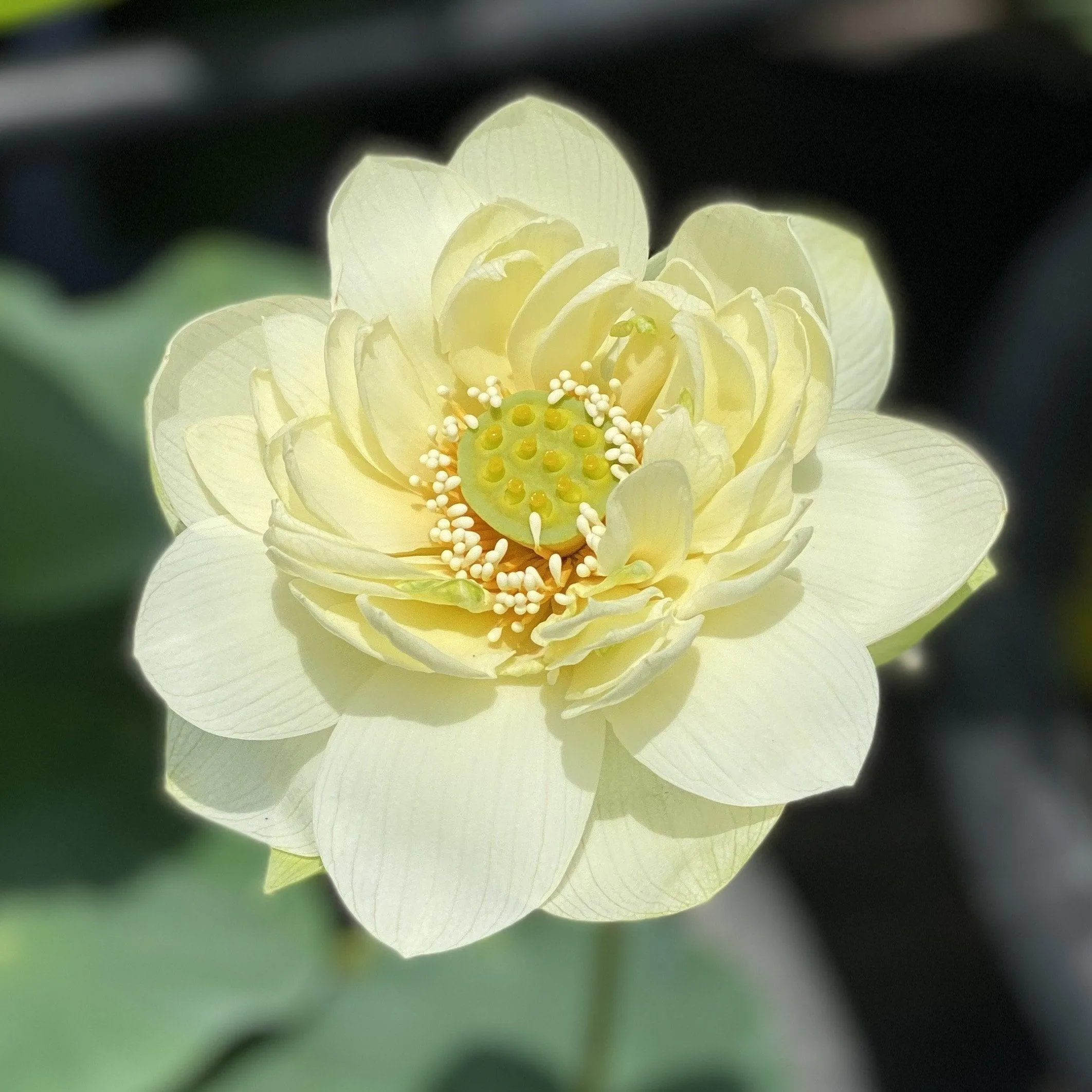 Butterscotch - An Indian Beauty Lotus (Bare Root)
