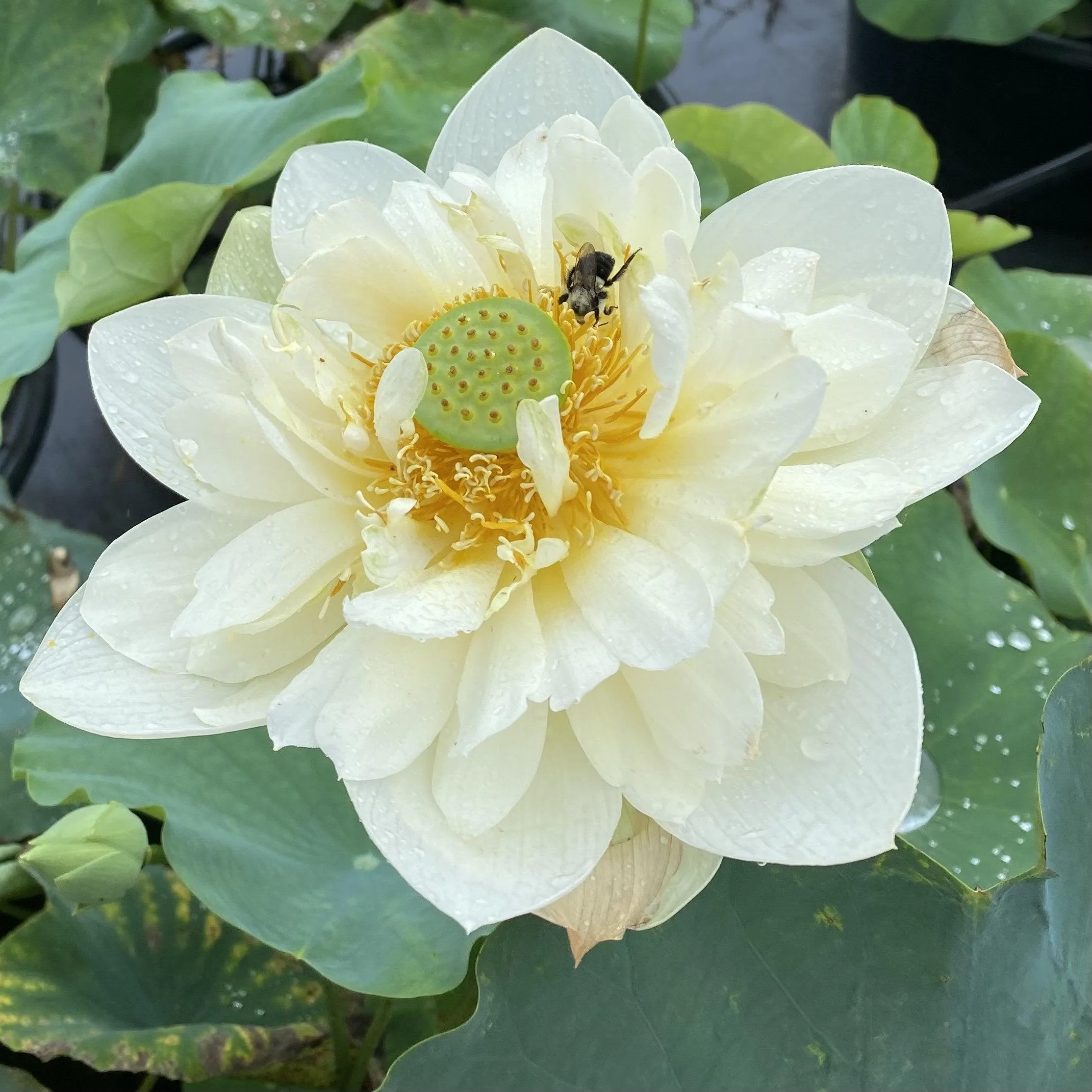 Butterscotch - An Indian Beauty Lotus (Bare Root)