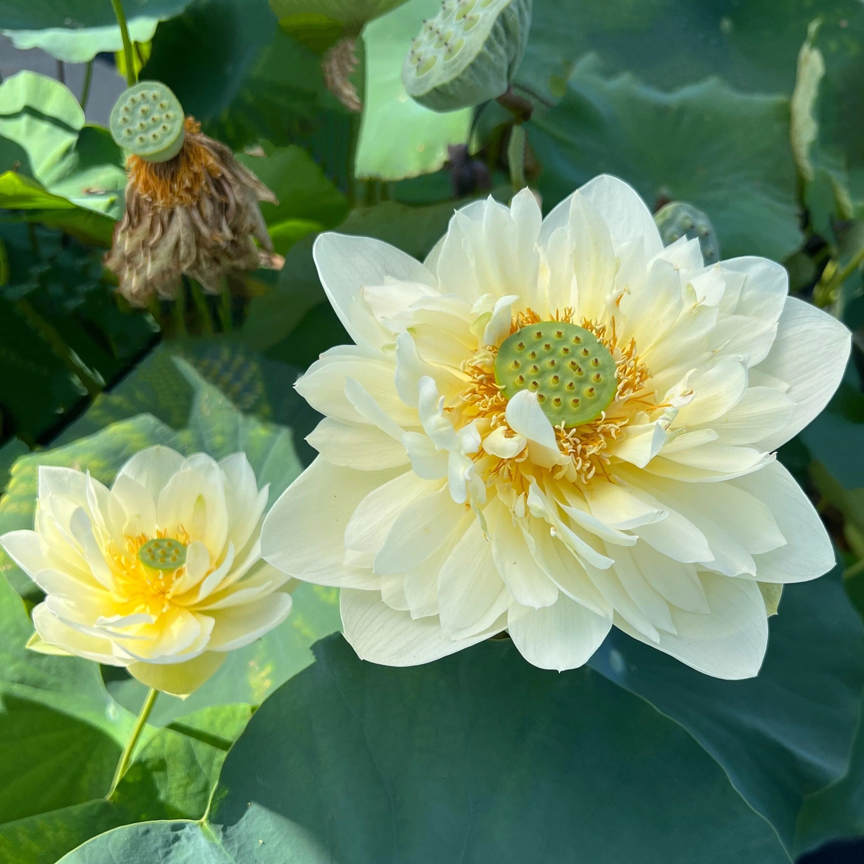 Butterscotch - An Indian Beauty Lotus (Bare Root)