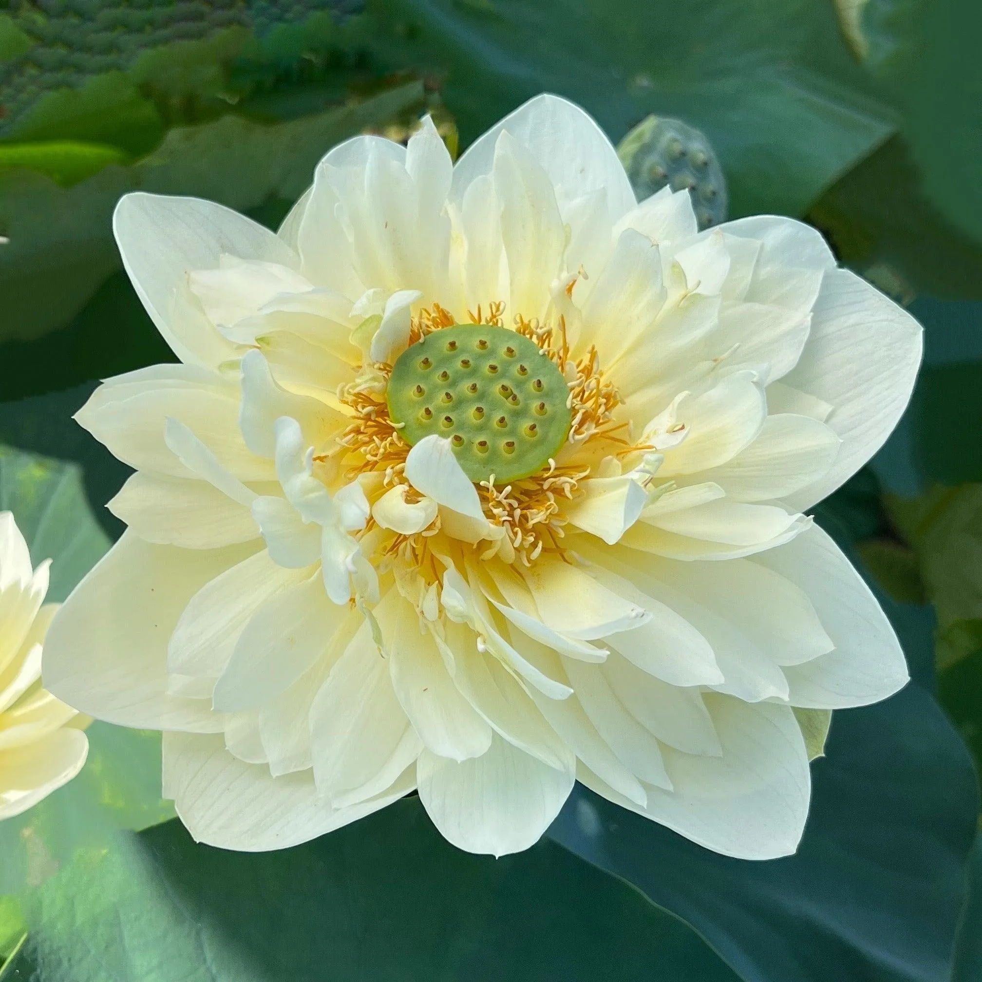 Butterscotch - An Indian Beauty Lotus (Bare Root)