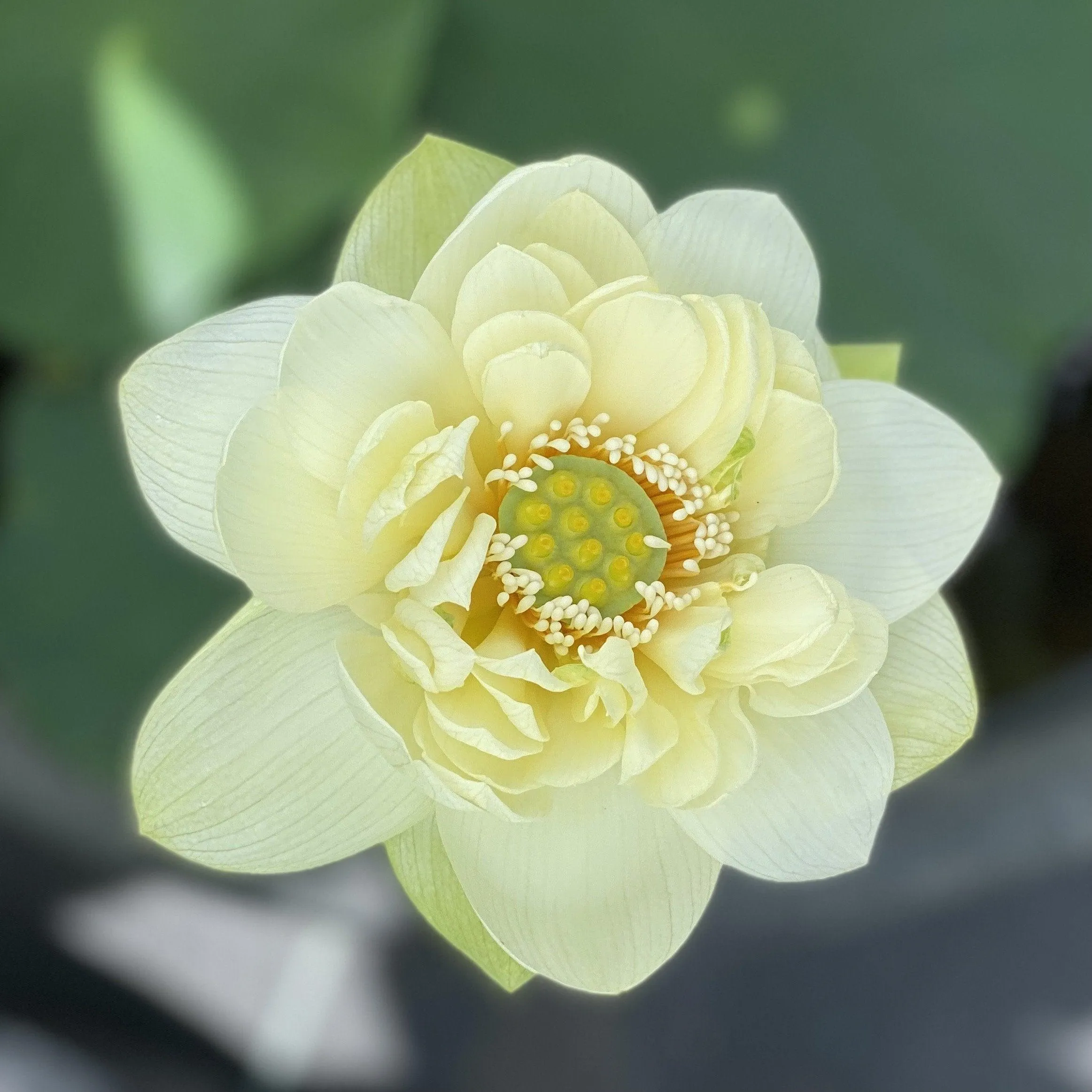 Butterscotch - An Indian Beauty Lotus (Bare Root)
