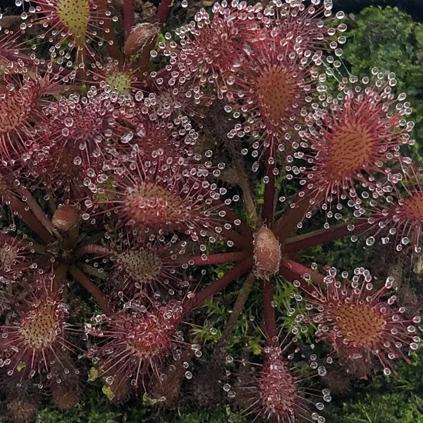 Drosera Lantau Island x anglica