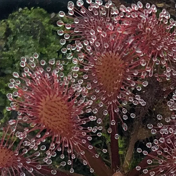 Drosera Lantau Island x anglica