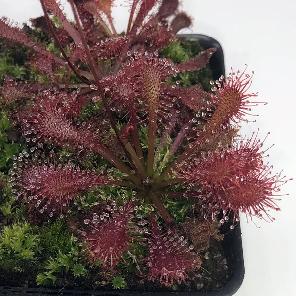 Drosera Lantau Island x brevifolia