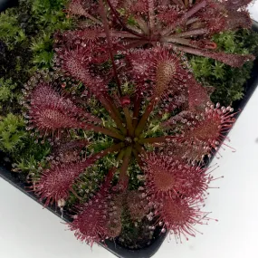 Drosera Lantau Island x brevifolia