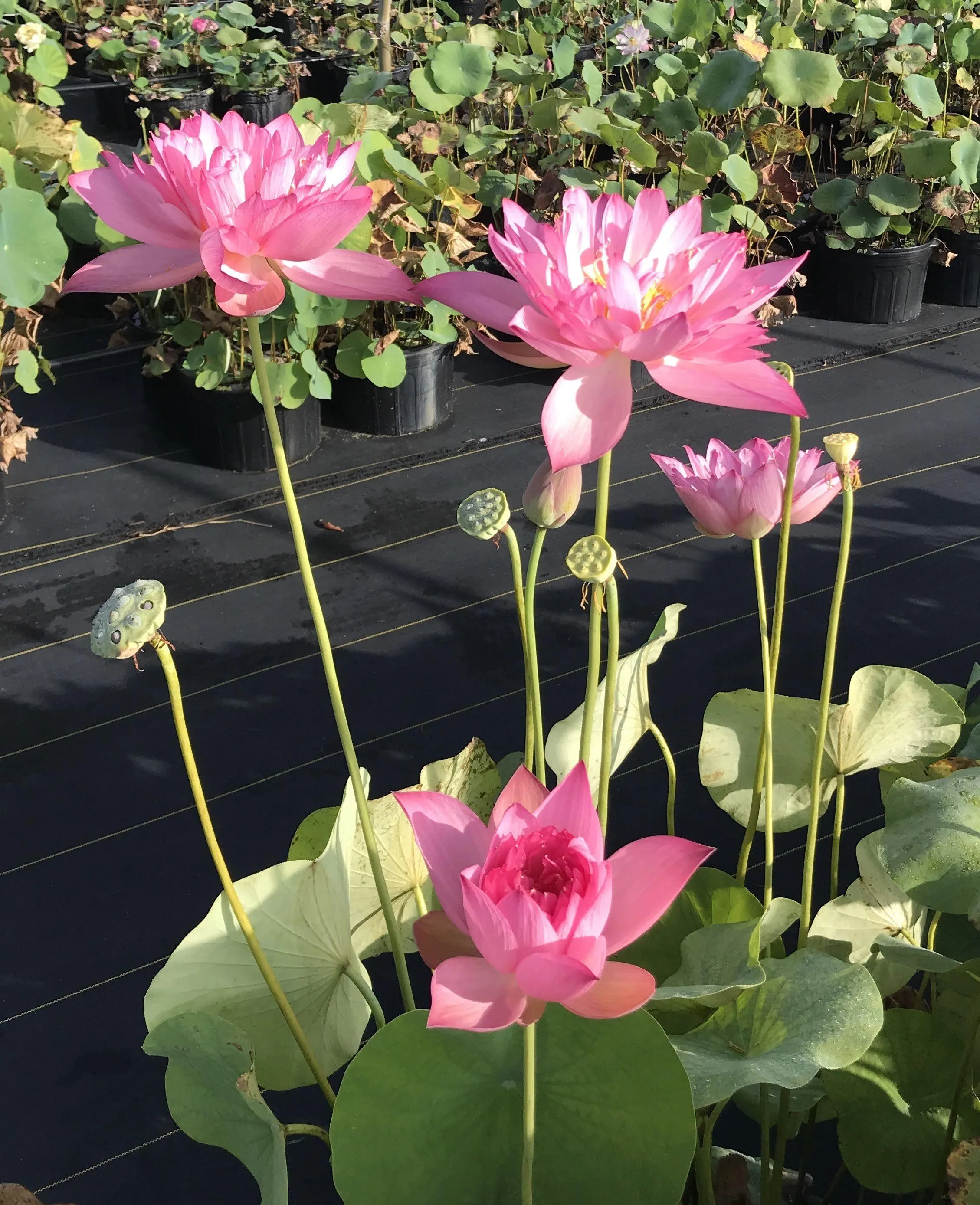 Flame 14 Lotus (Bare Root)