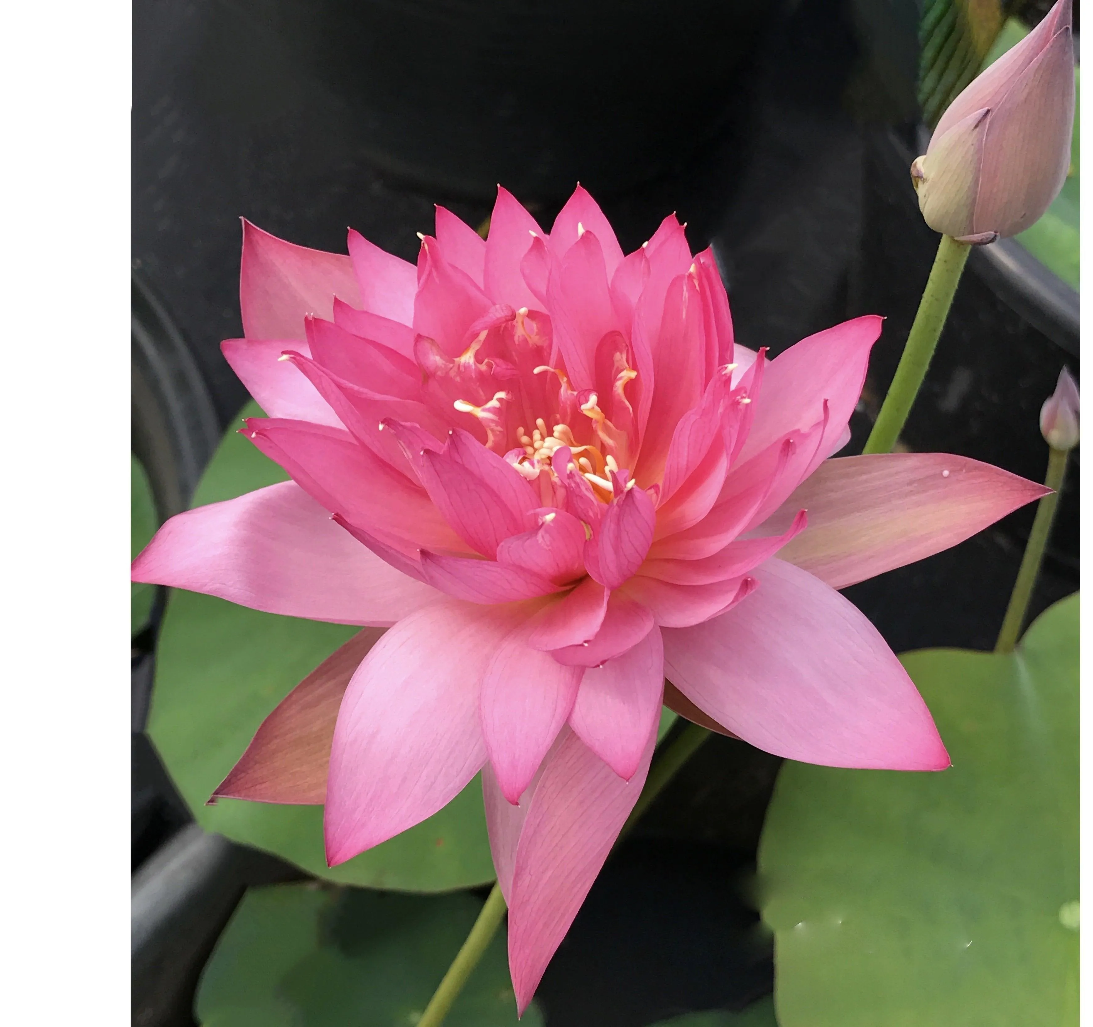 Flame 14 Lotus (Bare Root)