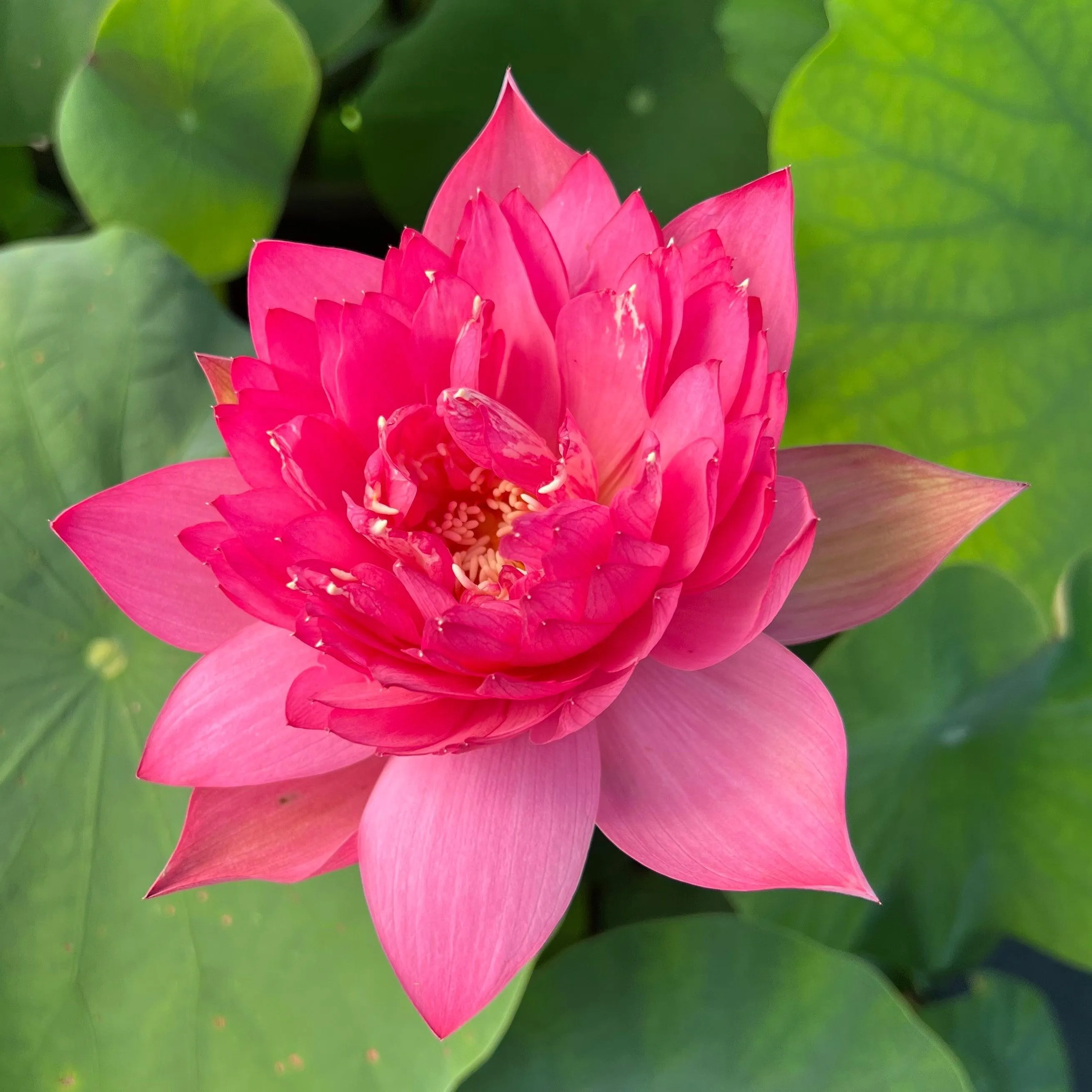 Flame 14 Lotus (Bare Root)