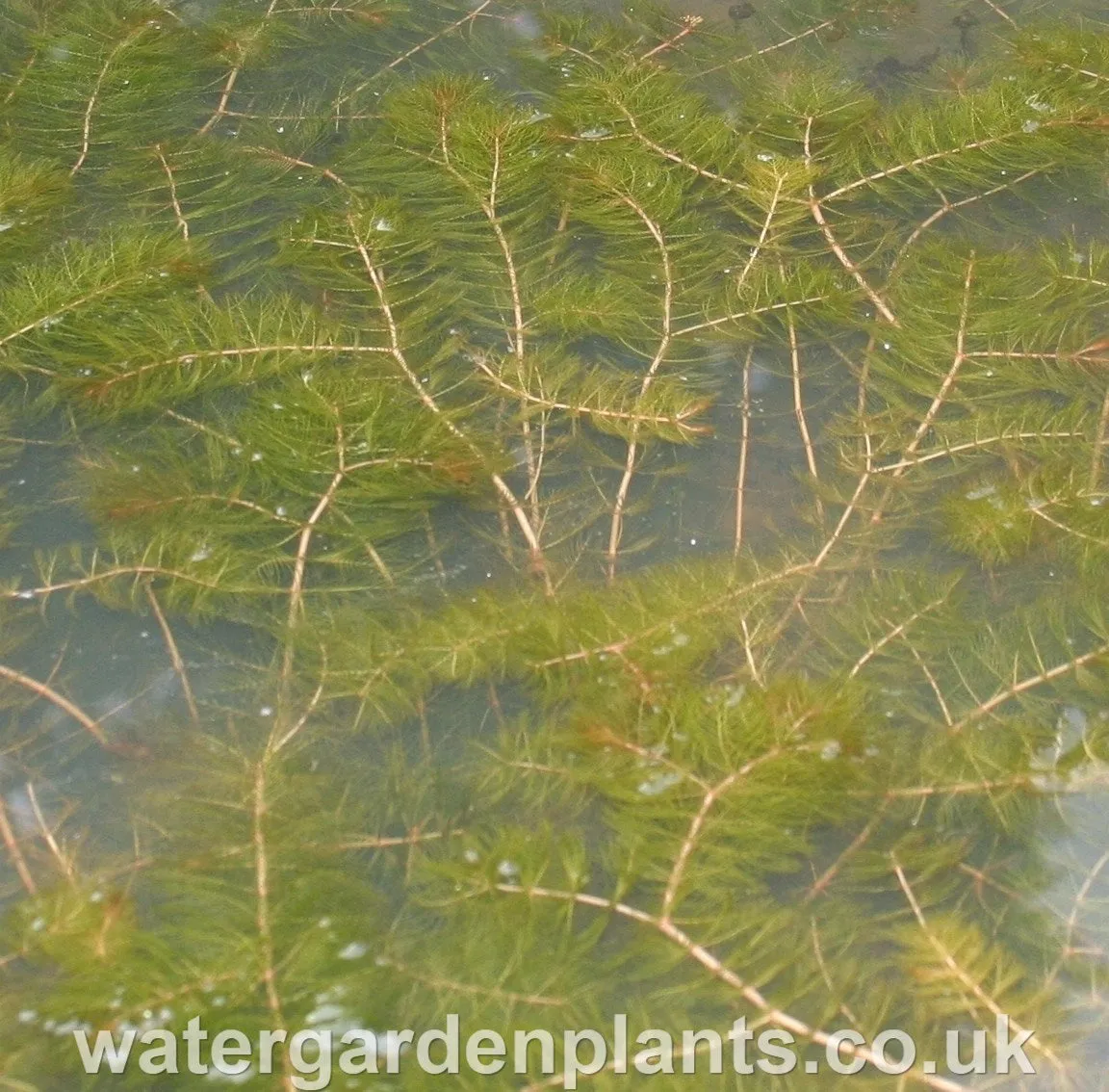 Myriophyllum spicatum - Spiked Water Milfoil