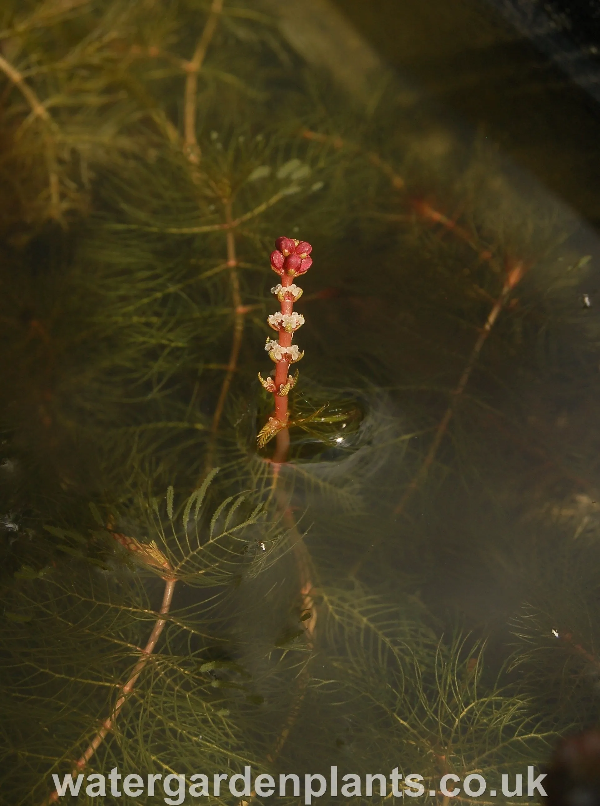Myriophyllum spicatum - Spiked Water Milfoil
