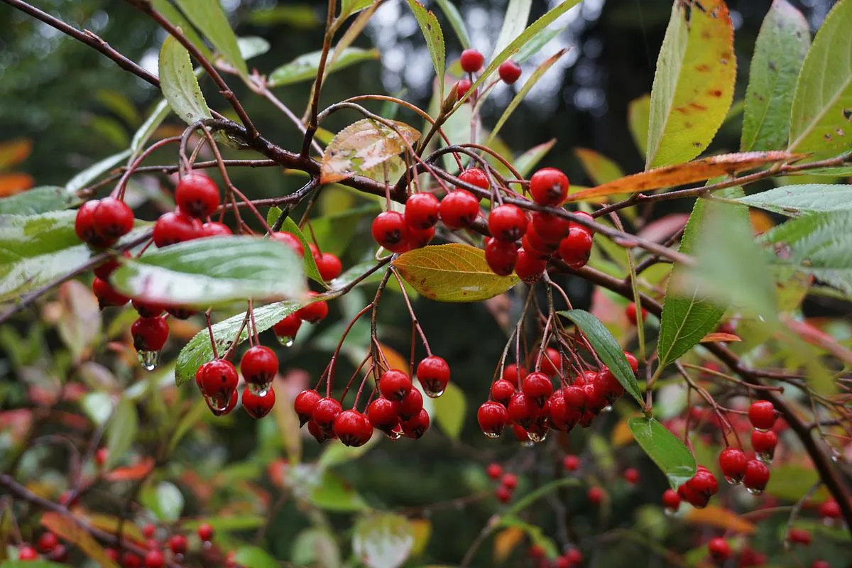 Red Chokeberry - Aronia arbutifolia