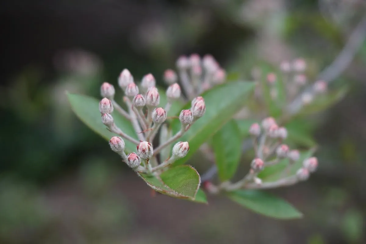 Red Chokeberry - Aronia arbutifolia