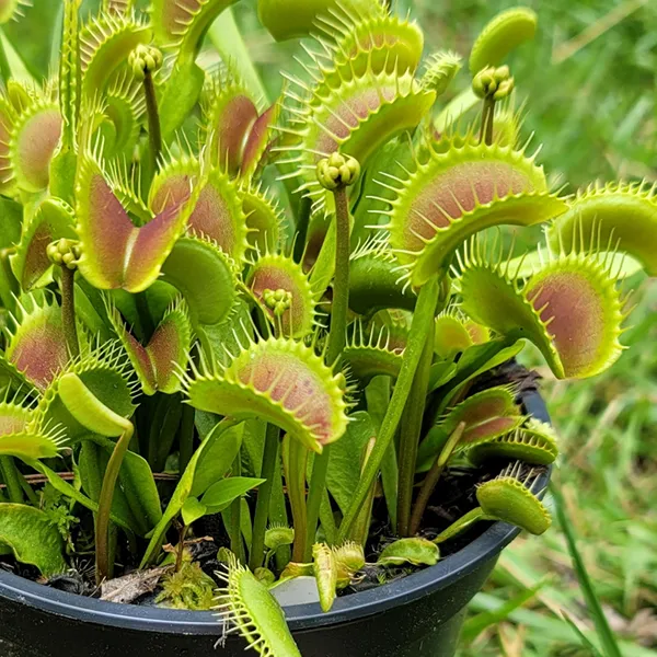 Venus Flytrap - Pinnacle