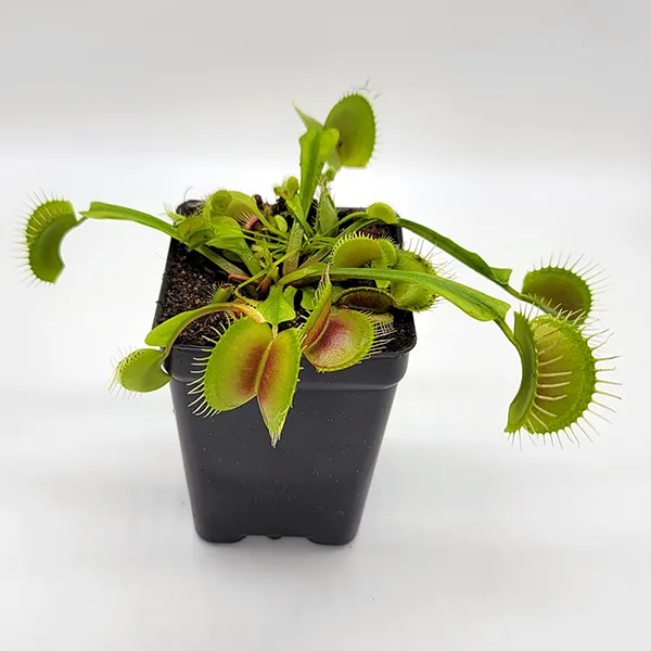 Venus Flytrap - Typical