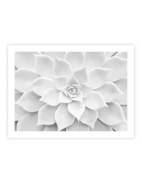 White Succulent