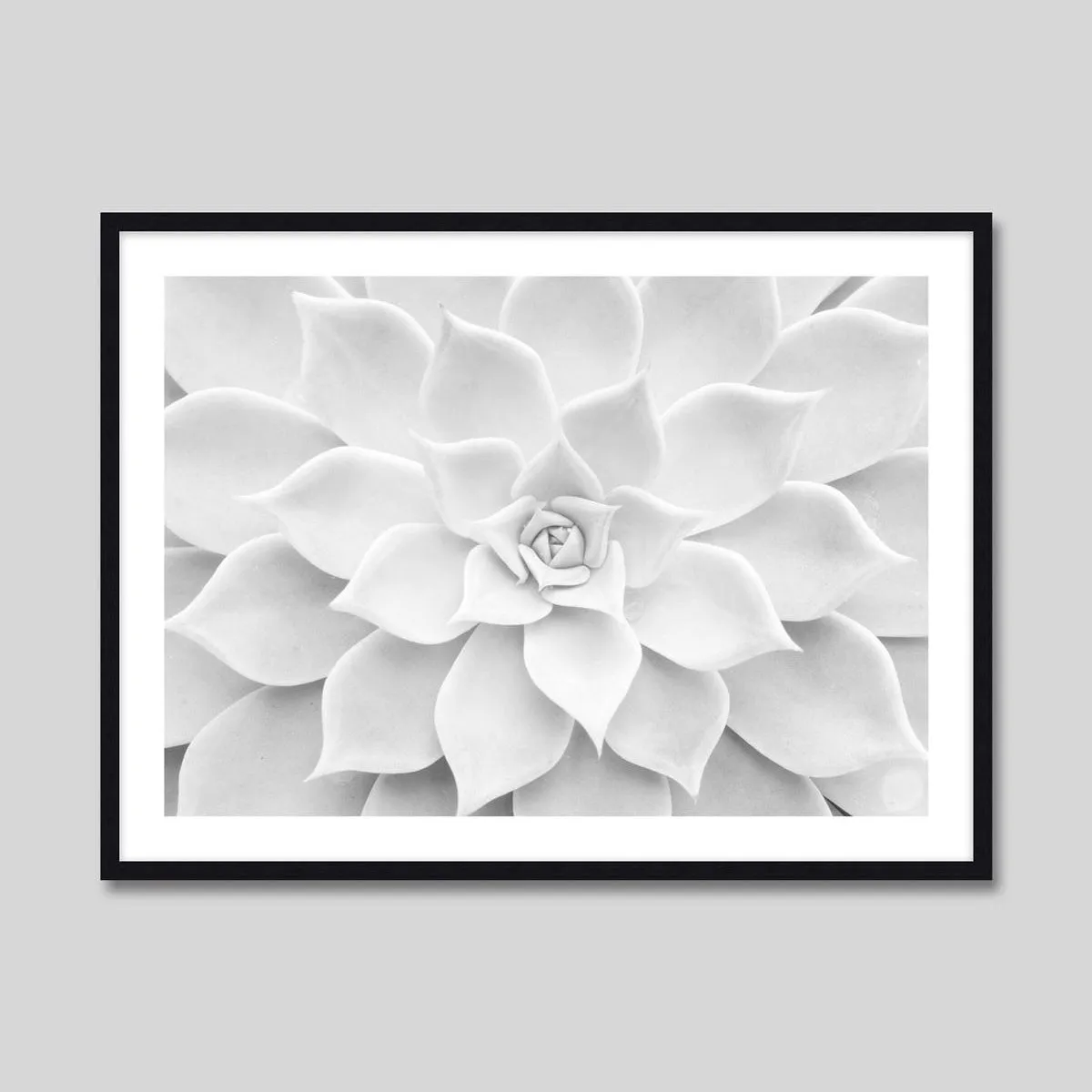 White Succulent