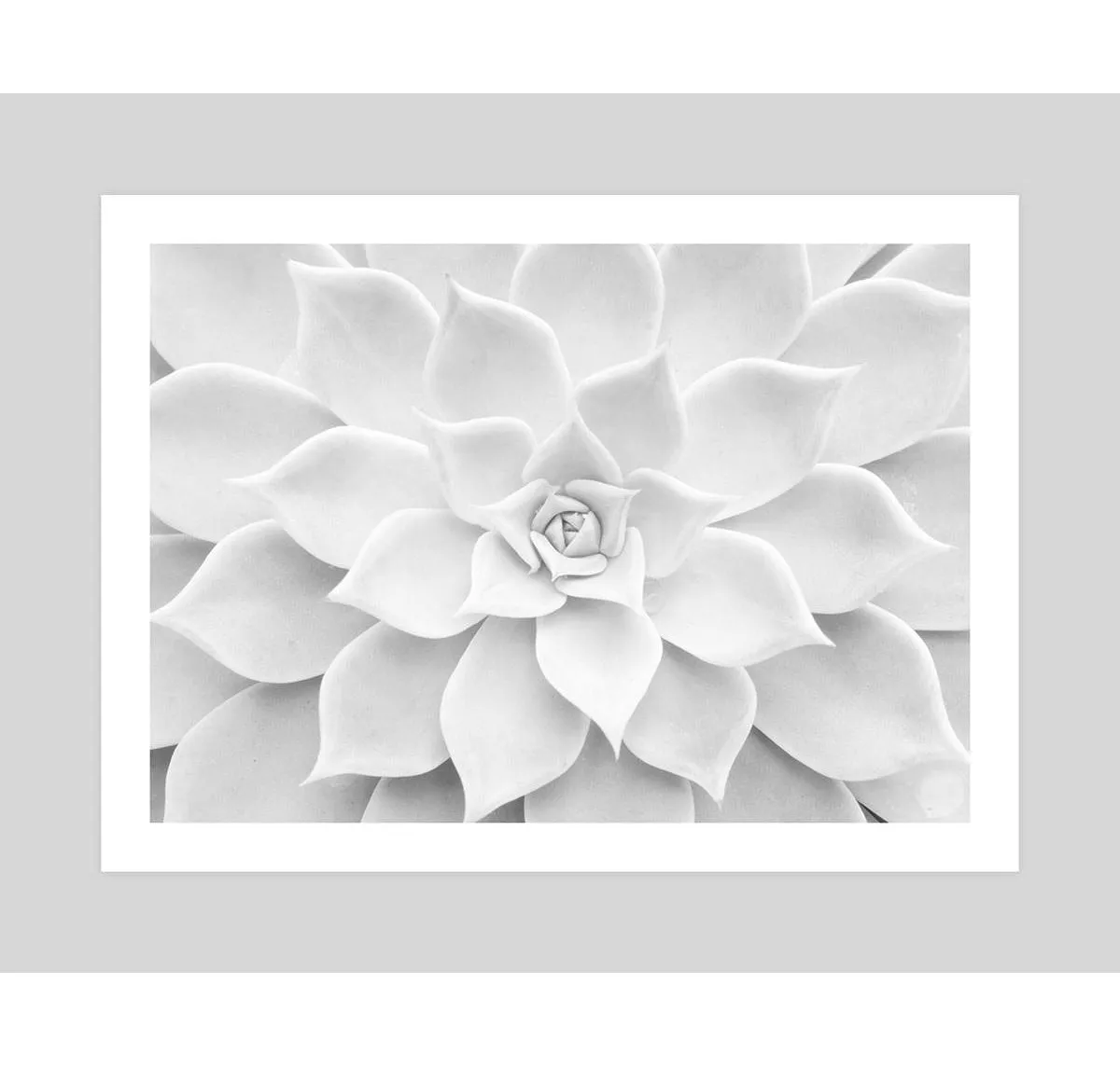 White Succulent