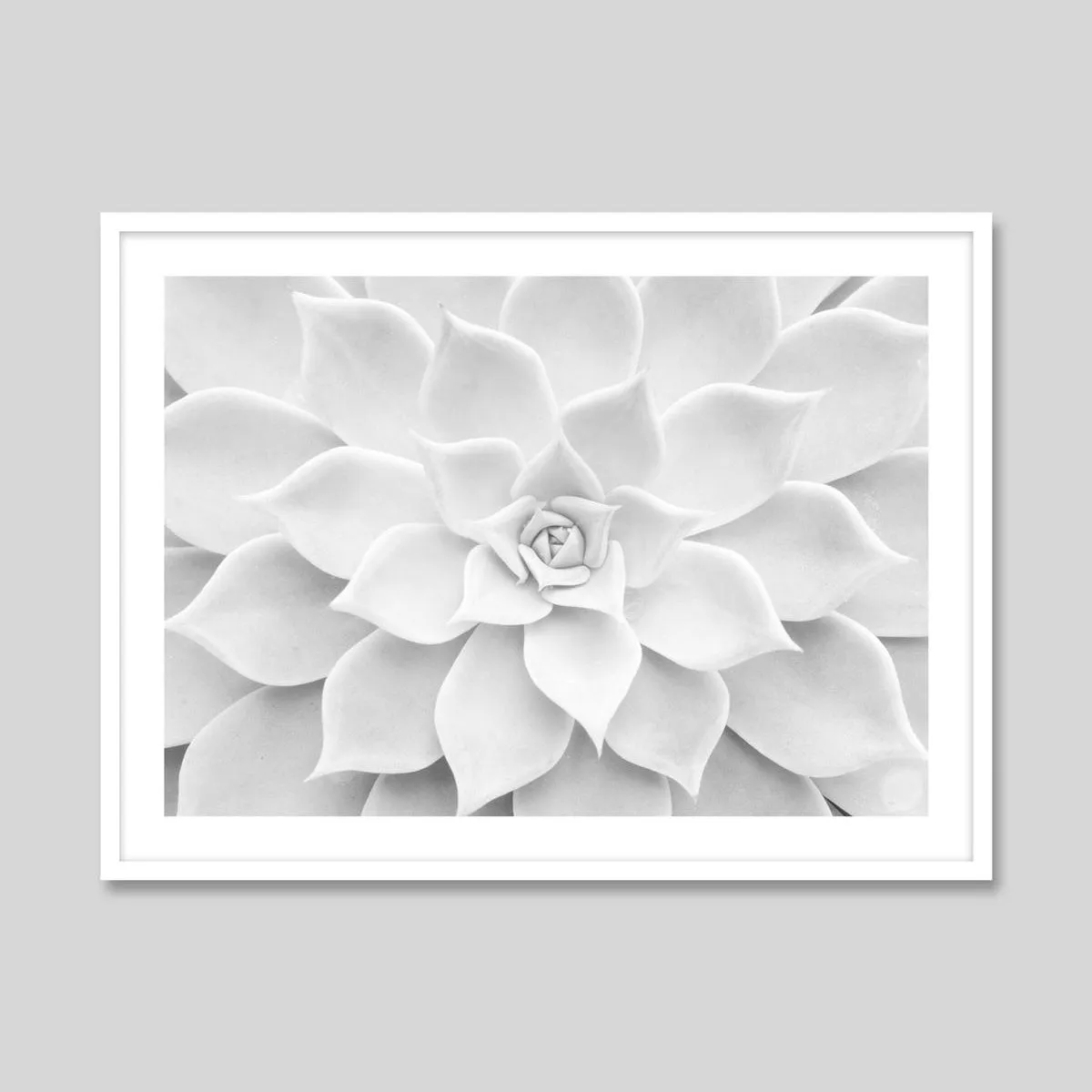 White Succulent