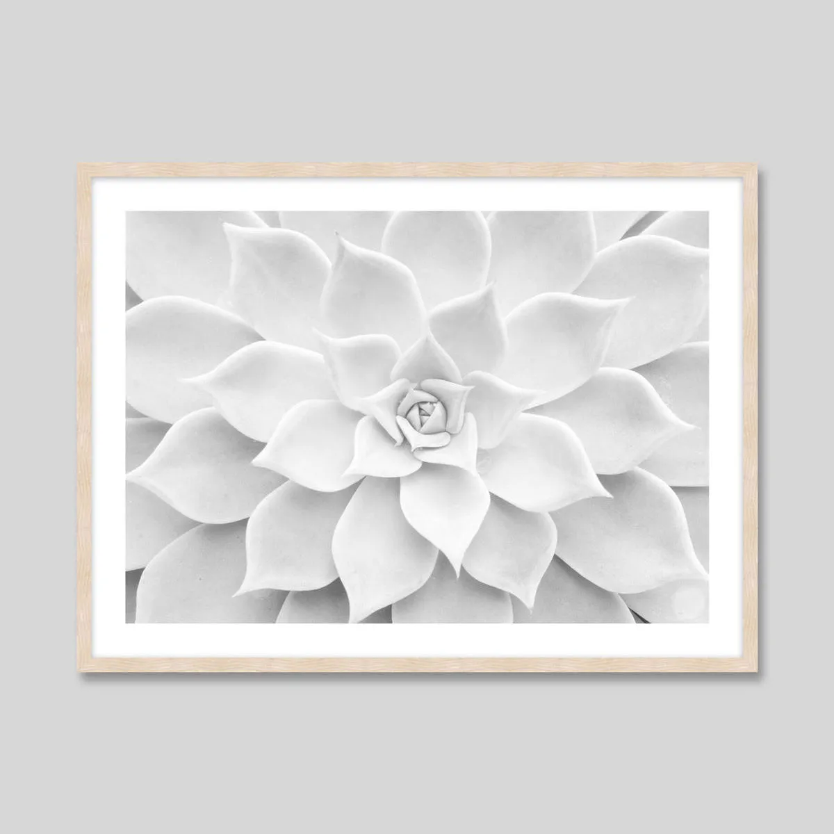 White Succulent