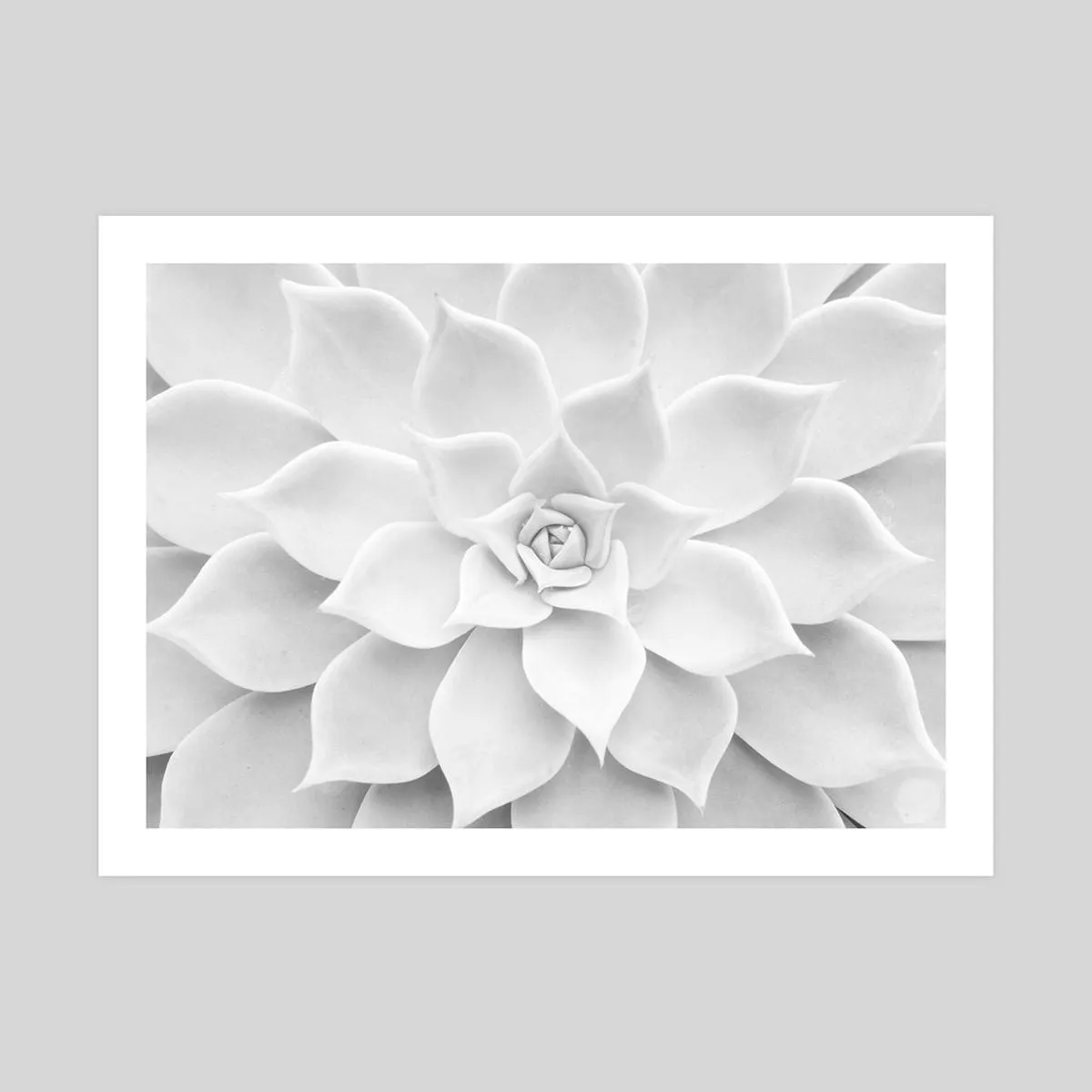 White Succulent