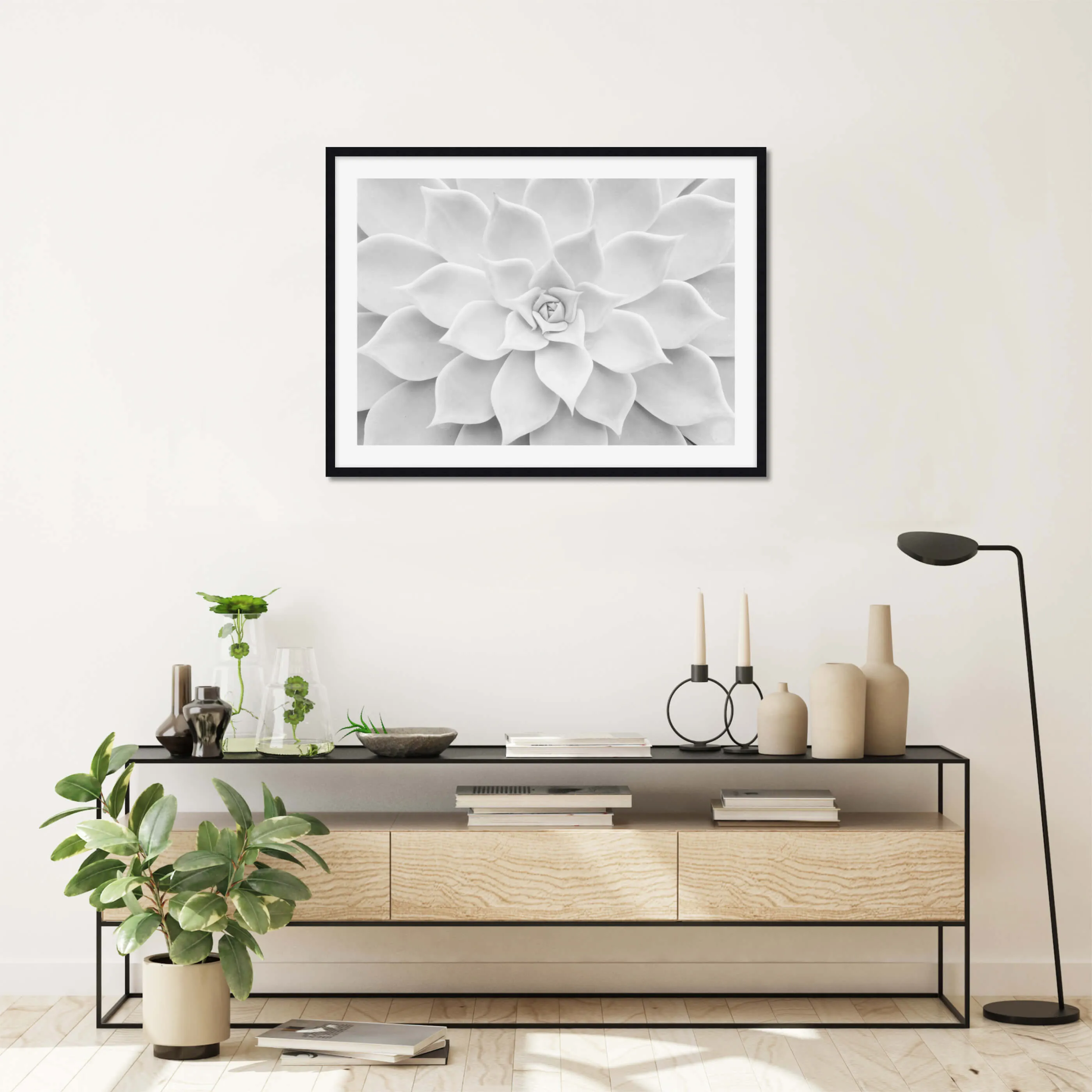 White Succulent