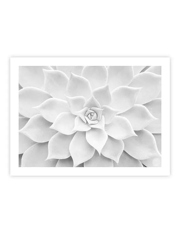 White Succulent